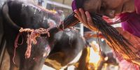 A Nepalese woman bows to the tail of a cow during Gai Puja, also known as Cow Worship Day, as part of the Tihar festival in Kathmandu, Nepal, 13 November 2023. The Tihar festival is the second most important event for Nepalese Hindus. During the celebration people worship cows, considered to be the incarnation of Lakshmi, Hindu goddess of wealth, fortune and prosperity.  EPA-EFE/NARENDRA SHRESTHA