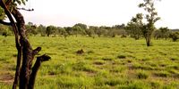 Trees on the march across savanna grassland. (Photo: Wiki Commons)