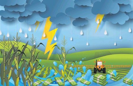 Too much rain means no grain: Farmers and industry watchers look skyward for a sunny reprieve