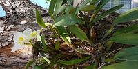 Tree orchid growing on Pecan nut tree. Photographer:Anesh Govender