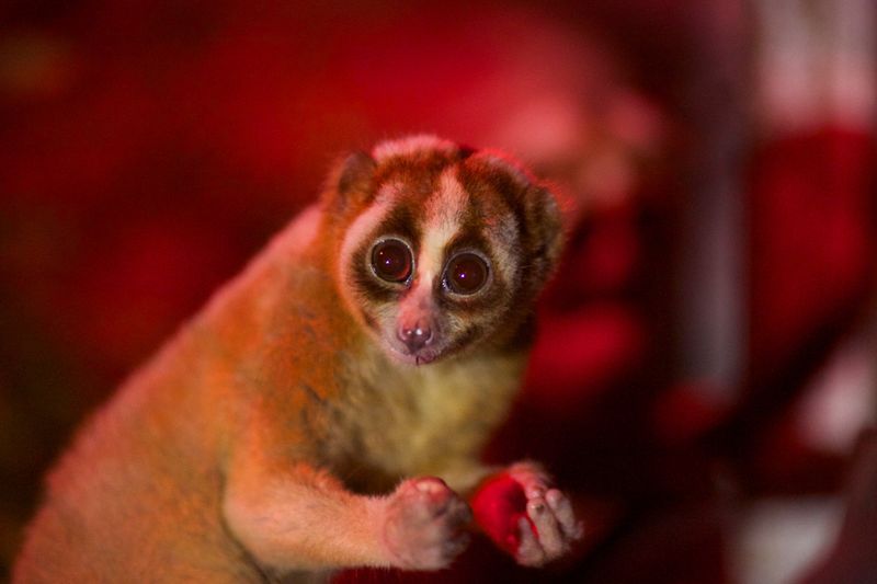 Feared extinct, Bangka slow loris primate rediscovered in Indonesia