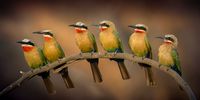 White Fronted Bee Eater Family. Photographer: Stephan Opperman