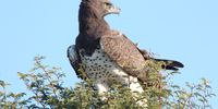 Martial Eagle Kgalagadi Transfrontier Park. Photographer: Tony Armstrong