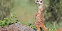 Meerkat - On the lookout! Photographer: Brian Culver 