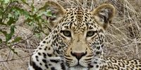 Shashsa the Djuma Leopard. Image: Peter Brett