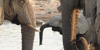 Official statistics show 23,736 elephants in Namibia, but the figure is probably closer to 5,600, says Mark Hiley of National Park Rescue. (Photo: Stephan Scholvin)