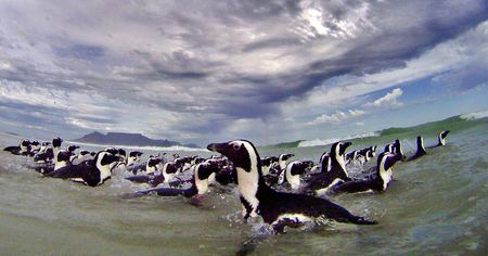 Nineteen African penguins in rehab after oil spill off Cape Town