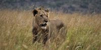 Lions are among the top five species exported as trophies from South Africa (Photo: Nel Botha / Pixabay)