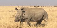 A dehorned rhino bull at John Hume's breeding project in North West. (Photo: Ed Stoddard)