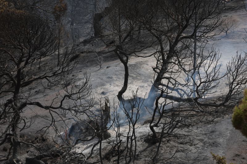 Severe Heatwave Triggers Deadly Wildfires Across Northern Algeria