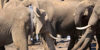 A collar was not enough: Botswana’s failure to protect its research elephants from trophy hunters