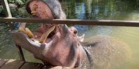Feed me! (Jessica The Hippo, Hoedspruit). Image: Paul Finnie Tapper