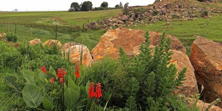Coal mining fear sparks unexpected conservation boom in Mpumalanga