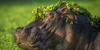 "I'm too sexy for my love"<br>Artur Stankiewicz was having a lazy mornings and decided to stop by the pool with hippos while in Mana Pools National Park in Zimbabwe. Some hippos raised their heads in curiosity. (Photo: Artur Stankiewicz0