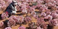 Brunsvigia bulb explosion in Nieuwoudtville.