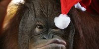 Thirteen-year-old orangutan named 'Pacquiao' reaches for the tip of his Santa Claus hat during the 'Animal Christmas Party' at the Malabon Zoo in Malabon City, north of Manila, Philippines, 21 December 2015. The Malabon Zoo is one of the largest private collections of exotic and endemic animals in the Philippines.  EPA/MARK R. CRISTINO