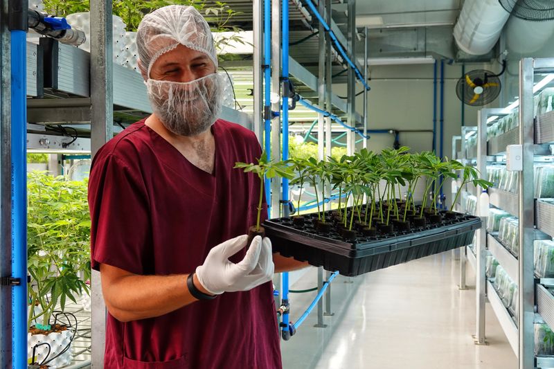 The holy herb: Medicinal cannabis farming in the Klein Karoo