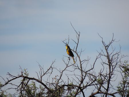 Tannie Maria in the Karoo – An extract from The Satanic Mechanic: A Tannie Maria Mystery