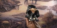 A handout photo made available by Wits University shows the Homo Naledi child fossil that was found near johannesburg, South Africa, 04 November 2021. The team of 21 international researchers from Wits University led by Prof Lee Berger, found the remains of the child in a remote part of the Rising Star Cave where the child died 250,000 years ago.  EPA-EFE/WITS UNIVERSITY / HANDOUT  HANDOUT EDITORIAL USE ONLY/NO SALES