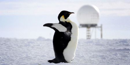 Nudging ‘policy into protection’: A plan to rescue the world's largest penguin