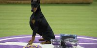 Photo Essay- Westminster Dog Show