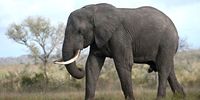 An elephant bull in the Kruger National Park, Limpopo. (Photo: Glalo Images / Beeld / Deaan Vivier)