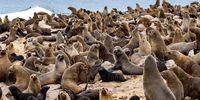 Namibia cape cross seal reserve south african fur seal arctocephalus pusillus colony