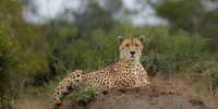 Morning hunt. Photographer: Vernon Cresswell</p>
<p>P4U_readersubmission_20250411