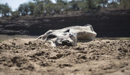 Gauteng Farmers: ‘We’re happy it rained, but it’s not enough’