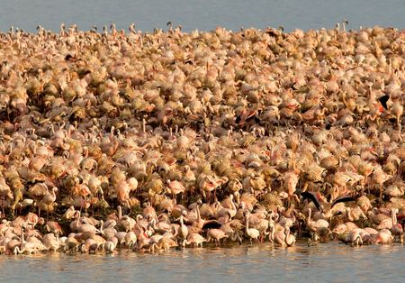 Slow demise — plea to end suffering of waterbirds in polluted Kimberley wetland
