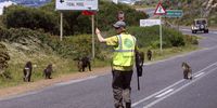 Baboons and a monitor near Cape Point. (Photo: Gallo Images / Nardus Engelbrecht)