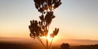 Sunrise at Kirstenbosch gardens this month