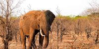 An elephant bull  forages in one of the woodland areas where taller trees have been pushed down or shortened by feeding elephants. (Photo: Gonarezhou Conservation Trust)