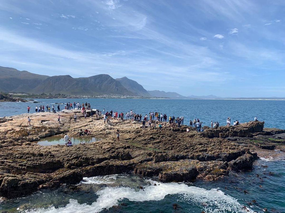 Leaps of joy – seeing whales for the first time in Hermanus