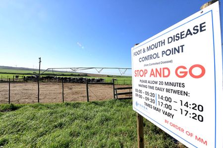 Urgent measures implemented as foot-and-mouth disease spreads to Mpumalanga and Gauteng farms