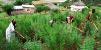 Dagga farming is one of the few forms of livelihood in poverty-stricken parts of the rural Eastern Cape. (Photo: Masixole Feni)