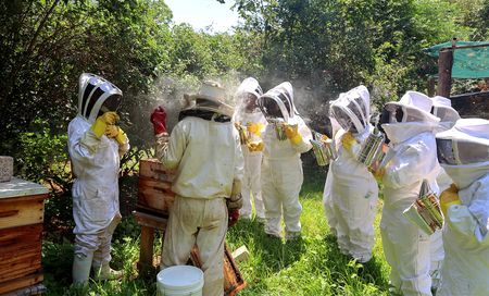 Queen bees reshaping SA beekeeping industry