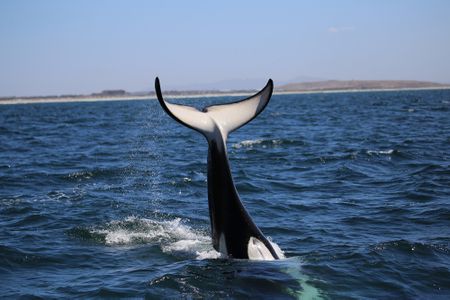 Killer whale lost in France's Seine river is in poor health