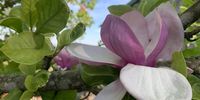 Magnolias in the Hogsback spring.