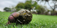 Fore. Photographer: Jennifer Fiedgate