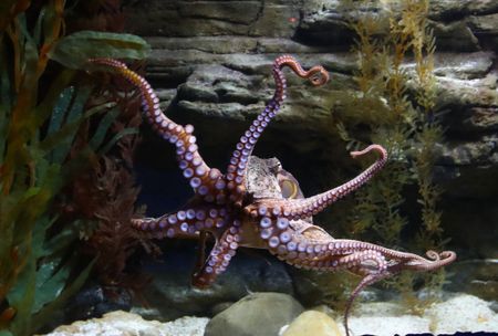 Why octopuses are having a cultural moment