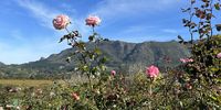 Autumn roses in Alphen Valley. Photographer:  Fathima Dada