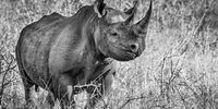 Black Rhino, somewhere in Africa.