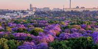 This blooming city — Jacaranda In Your Pocket is a month-long love letter to Joburg