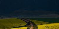 Country road in canola season. Photographer: Clare Appleyard