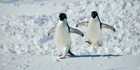 Adélie penguins waddle across East Antarctic sea ice. (Photo: Tiara Walters)