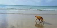 Never Stop Retrieving - Fish Hoek Beach. Image: Isabella Williams