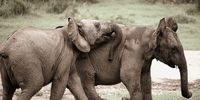 Play time at the water hole while mom takes a mud bath. Photographer: Lollo V Wollheim