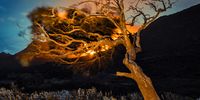 Fire Tree. Photographer: Ian Miller