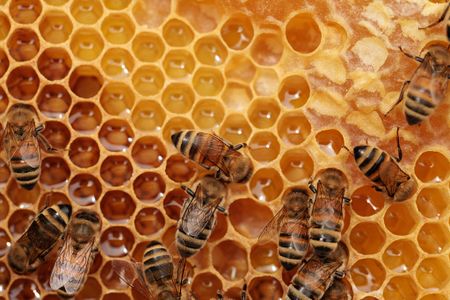Is honey good for you? Can it speed recovery if you’re sick or injured?